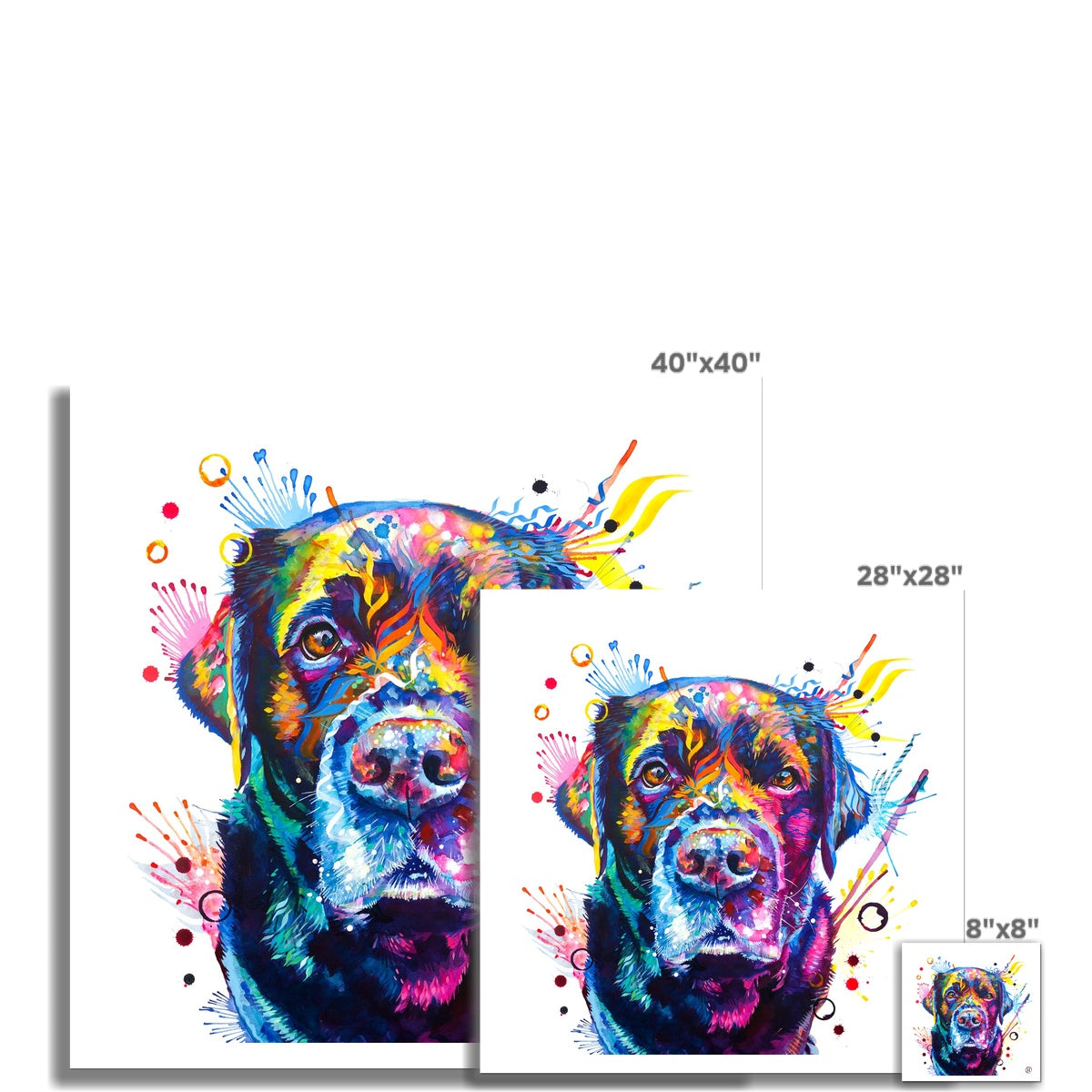 Beckett the Black Lab Fine Art Print