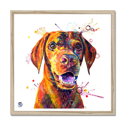 Freo the Vizsla Framed Print