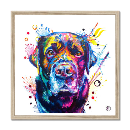 Beckett the Black Lab Framed Print