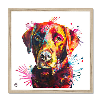 Ivy the Chocolate Labrador Framed Print