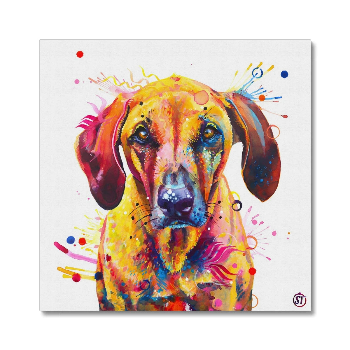 Colourful Rhodesian Ridgeback canvas, Zula, with golden fur, amber eyes and bold splashes of paint by Sarah Taylor Art