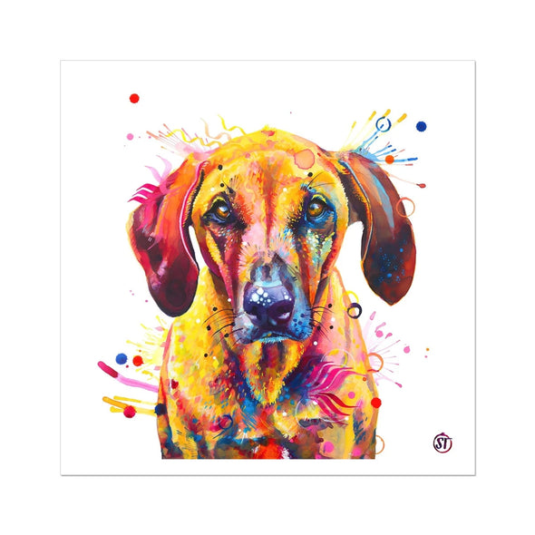 Colourful Rhodesian Ridgeback fine art print, Zula, with golden fur, amber eyes and bursts of paint by Sarah Taylor Art