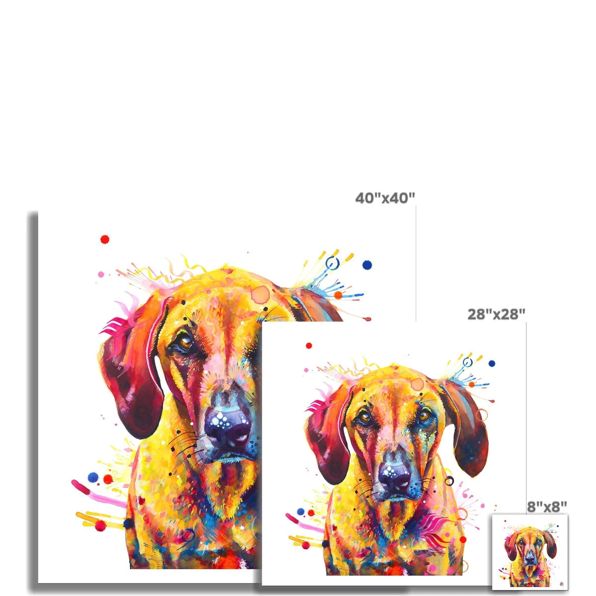 Colourful Rhodesian Ridgeback fine art print, Zula, with golden fur, amber eyes and bursts of paint by Sarah Taylor Art