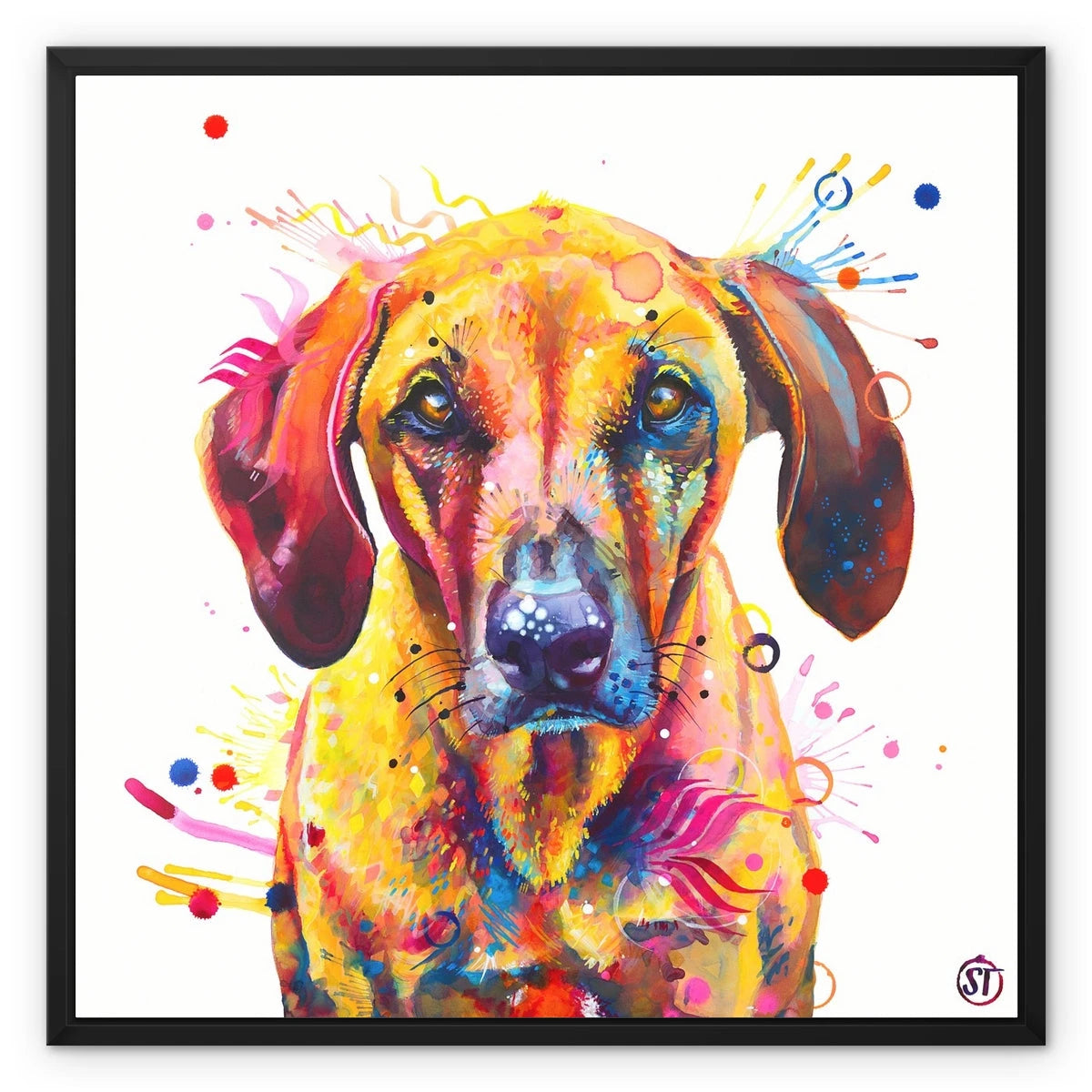 Colourful Rhodesian Ridgeback framed canvas, Zula, in a black floating frame by Sarah Taylor Art
