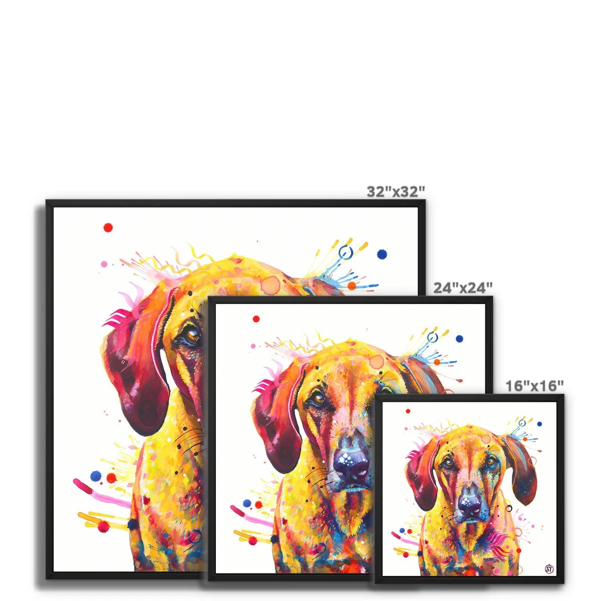 Colourful Rhodesian Ridgeback framed canvas, Zula, in a black floating frame by Sarah Taylor Art