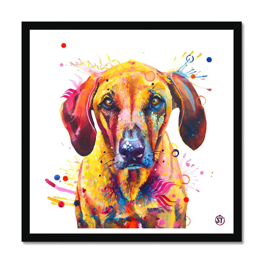 Colourful Rhodesian Ridgeback framed print, Zula, with golden fur, amber eyes and bursts of paint by Sarah Taylor Art