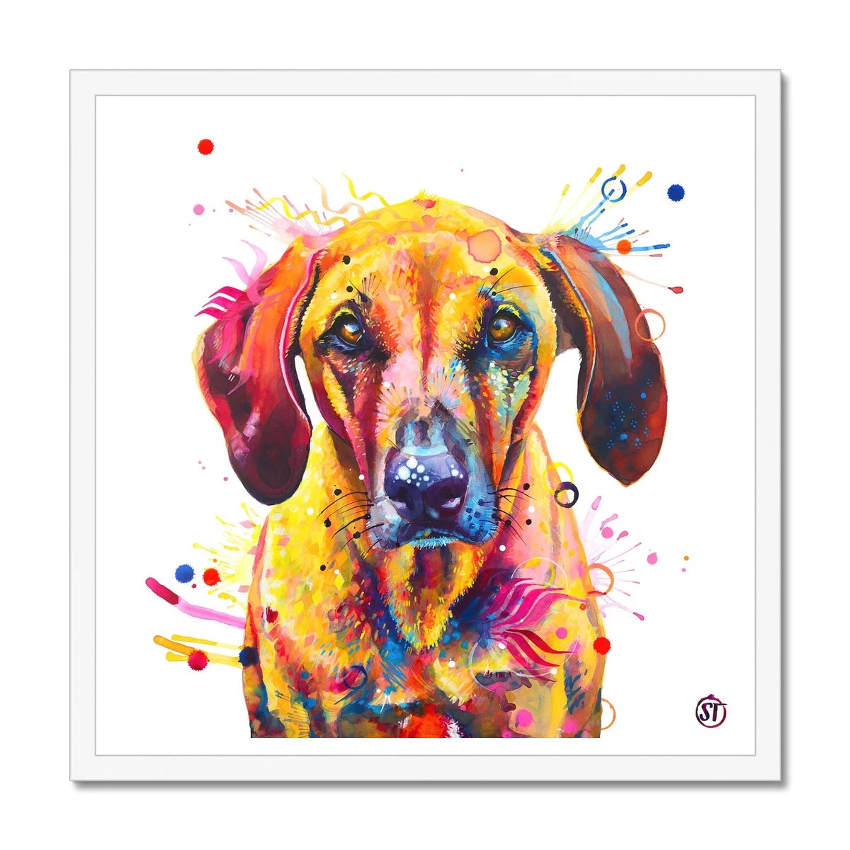 Colourful Rhodesian Ridgeback framed print, Zula, with golden fur, amber eyes and bursts of paint by Sarah Taylor Art