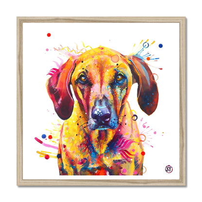 Colourful Rhodesian Ridgeback framed print, Zula, with golden fur, amber eyes and bursts of paint by Sarah Taylor Art