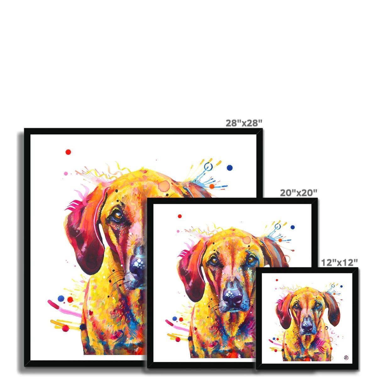 Colourful Rhodesian Ridgeback framed print, Zula, with golden fur, amber eyes and bursts of paint by Sarah Taylor Art