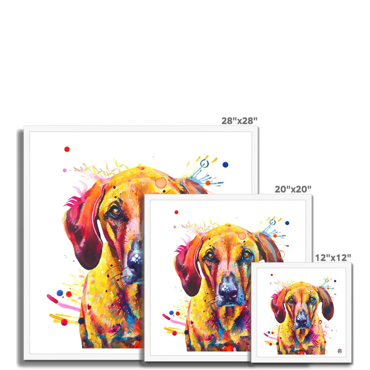 Colourful Rhodesian Ridgeback framed print, Zula, with golden fur, amber eyes and bursts of paint by Sarah Taylor Art