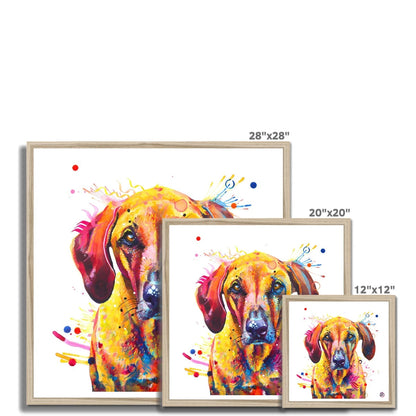 Colourful Rhodesian Ridgeback framed print, Zula, with golden fur, amber eyes and bursts of paint by Sarah Taylor Art