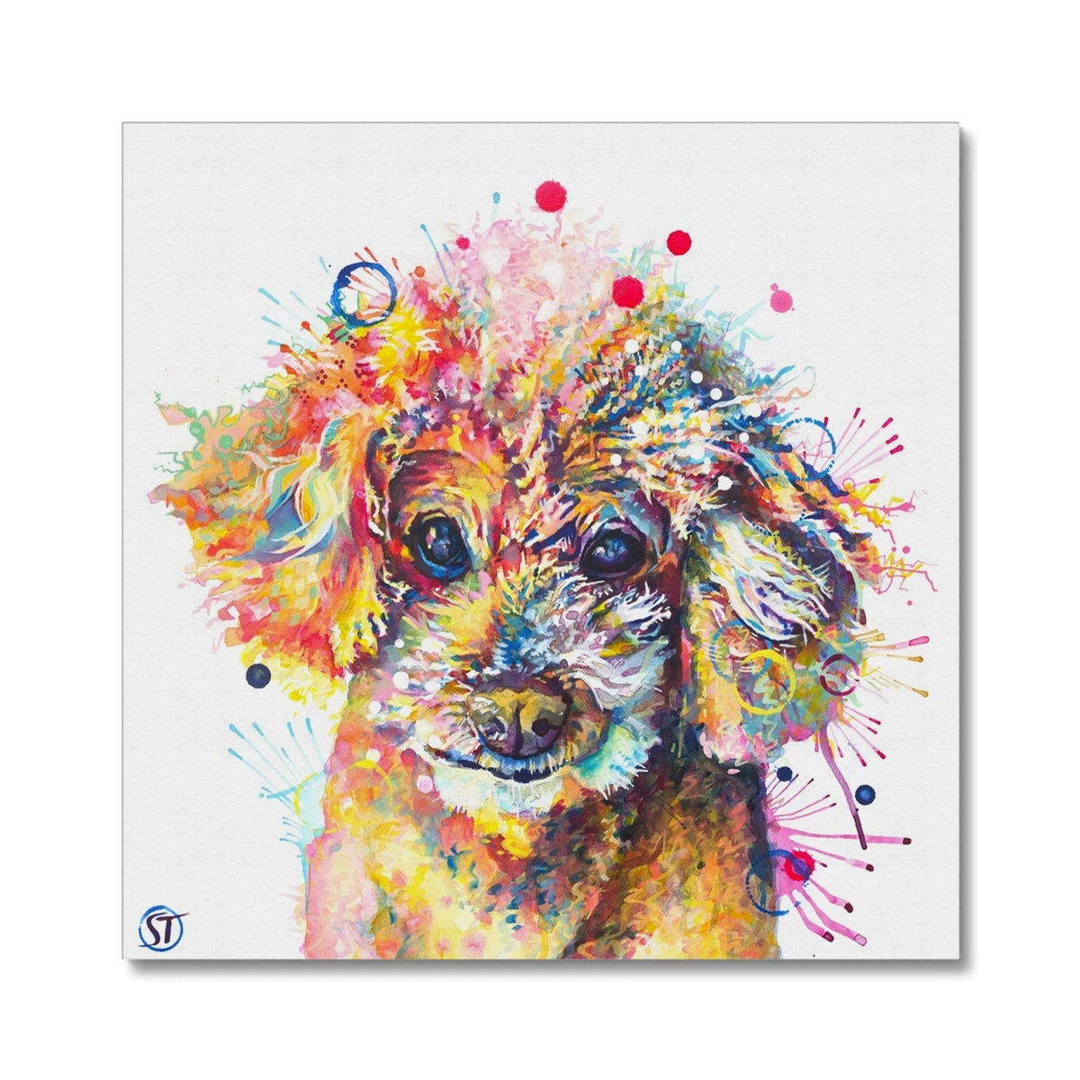 Colourful Toy Poodle canvas with a topknot of apricot, pink and gold curls and red paint dots by Sarah Taylor Art