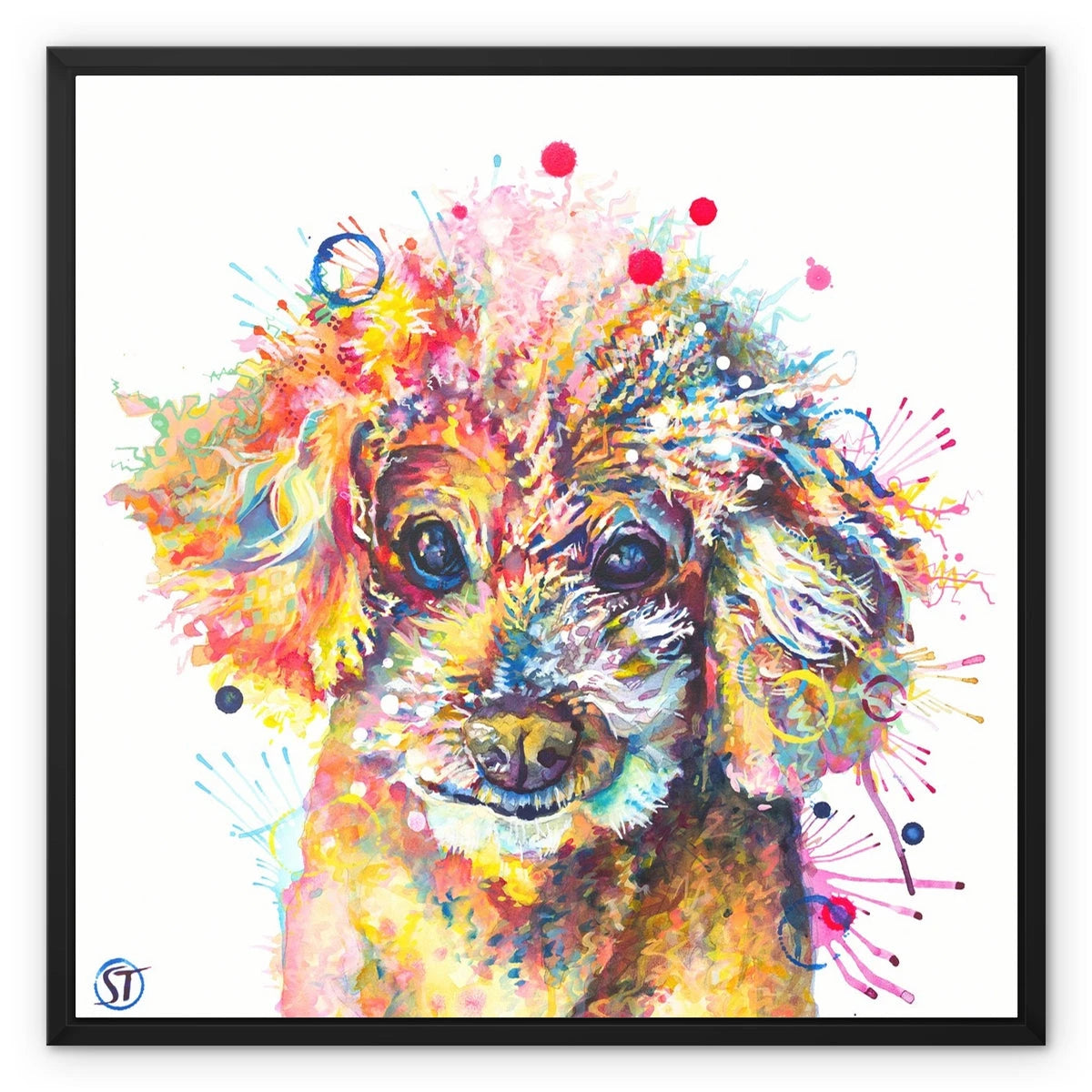 Colourful Toy Poodle framed canvas in a black floating frame by Sarah Taylor Art