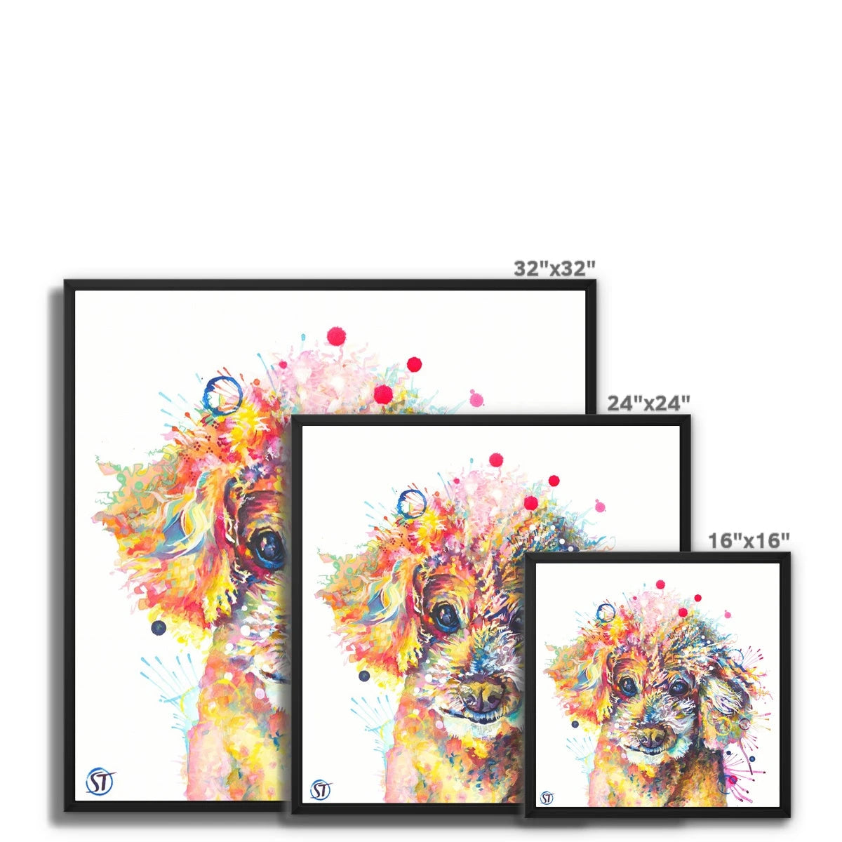 Colourful Toy Poodle framed canvas in a black floating frame by Sarah Taylor Art
