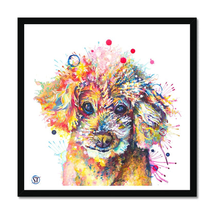 Colourful Toy Poodle framed print with fluffy apricot curls, dark shining eyes and bright paint splashes by Sarah Taylor Art