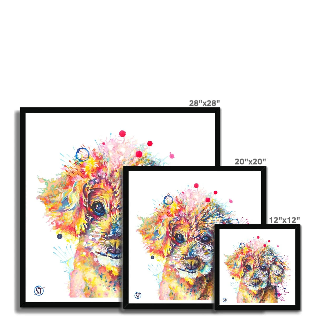 Colourful Toy Poodle framed print with fluffy apricot curls, dark shining eyes and bright paint splashes by Sarah Taylor Art