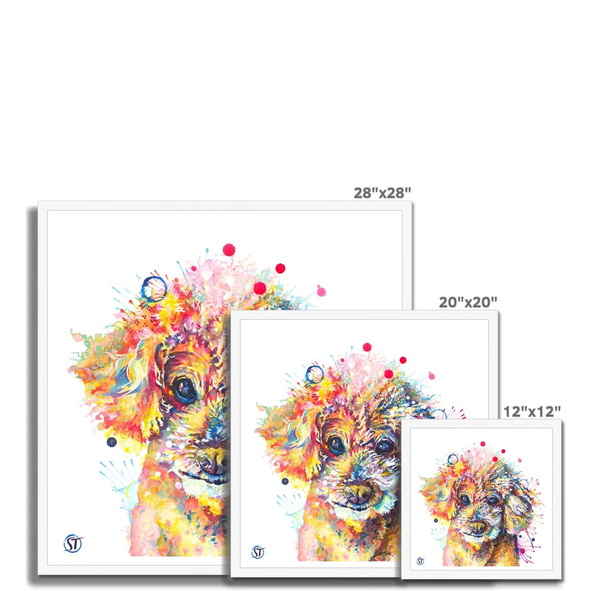 Colourful Toy Poodle framed print with fluffy apricot curls, dark shining eyes and bright paint splashes by Sarah Taylor Art