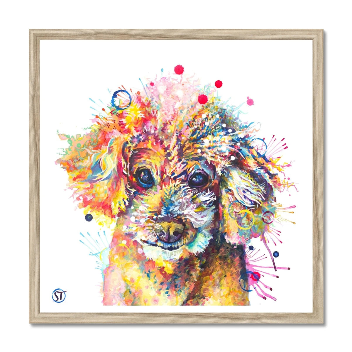 Colourful Toy Poodle framed print with fluffy apricot curls, dark shining eyes and bright paint splashes by Sarah Taylor Art