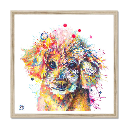 Colourful Toy Poodle framed print with fluffy apricot curls, dark shining eyes and bright paint splashes by Sarah Taylor Art