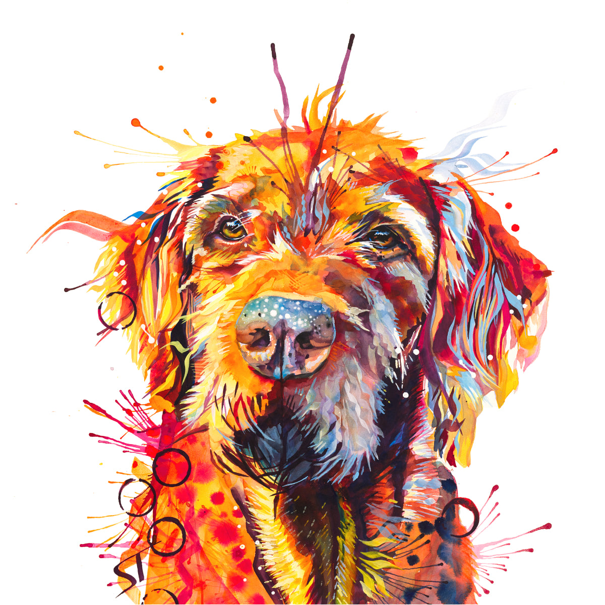 Hamish the Wirehaired Vizsla Framed Canvas