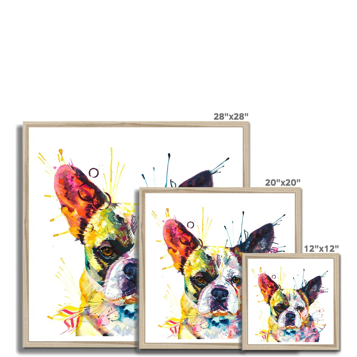 Ludo the Bullnese (French Bulldog x Pekingnese) Framed Print